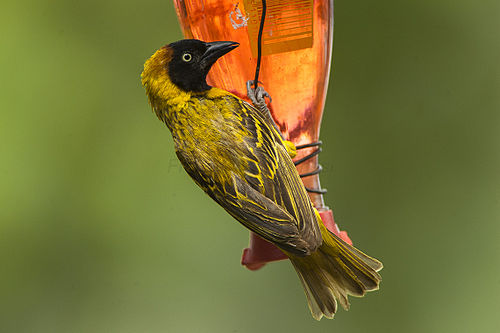 Lesser masked weaver